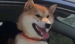 超萌狗狗爆料视频在线观看,萌宠瞬间，萌翻你的心