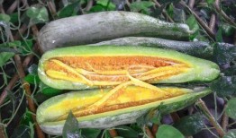 网红吃瓜号,揭秘娱乐圈幕后真相