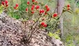 农村的爆料花哥视频大全,揭秘乡村生活百态