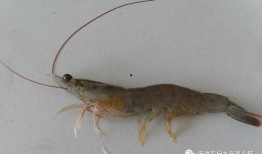 南美大白虾爆料事件视频,揭露行业黑幕与真相