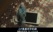 心神荡漾电影在线观看