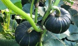 网红吃瓜号,揭秘娱乐圈幕后真相