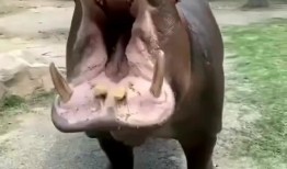 河马吃瓜特效视频下载免费,趣味横生，免费下载，轻松娱乐时光