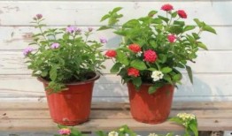 随风娱乐爆料视频大全最新,最新爆料视频大盘点