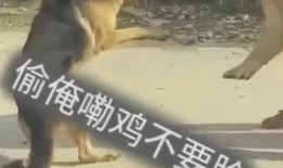 超萌狗狗爆料视频在线观看,萌宠瞬间，萌翻你的心