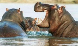 河马吃瓜特效视频下载免费,趣味横生，免费下载，轻松娱乐时光