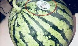 网红吃瓜是钓鱼吗,揭秘网络钓鱼的新手段