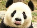 西安大熊猫爆料最新消息,揭秘萌宝们的日常趣事
