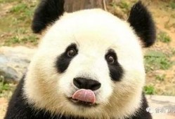 西安大熊猫爆料最新消息,揭秘萌宝们的日常趣事
