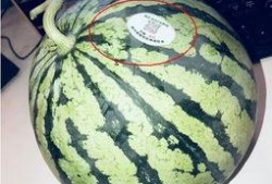 韩城网红吃瓜,揭秘幕后故事与热门话题