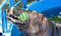 河马吃瓜特效视频下载免费,趣味横生，免费下载，轻松娱乐时光