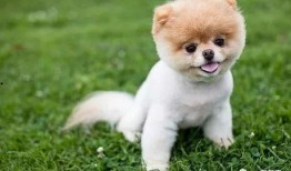 超萌狗狗爆料视频在线观看,萌宠瞬间，萌翻你的心